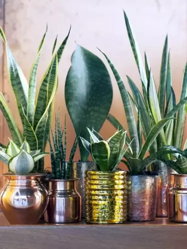 Houd je huis koel met deze kamerplanten