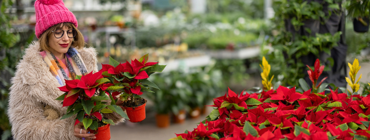 Poinsettia kopen bij GroenRijk Bergambacht!