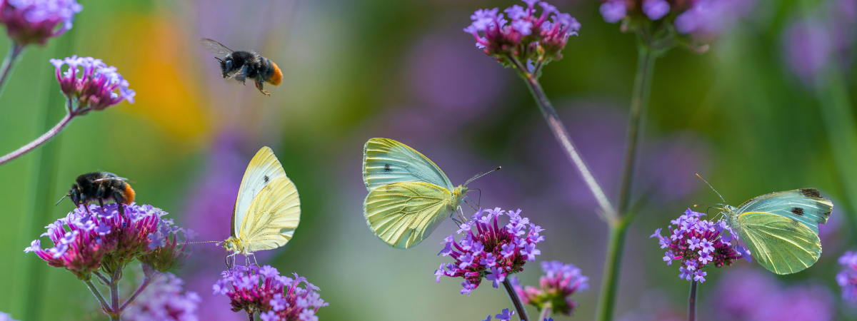 Bij- en vlinderlokkers | Tuincentrum GroenRijk Bergambacht
