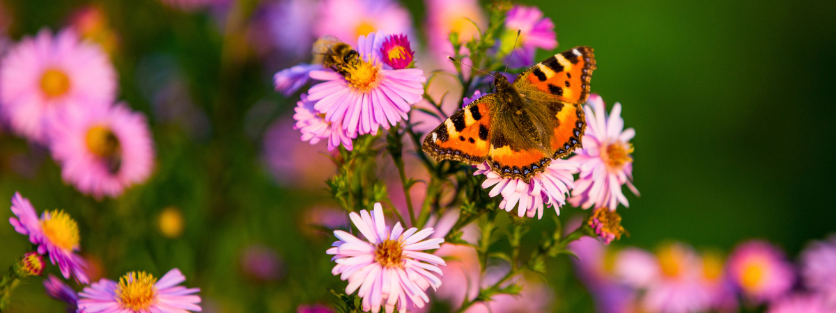 Bij- en vlinderlokkers | Tuincentrum GroenRijk Bergambacht