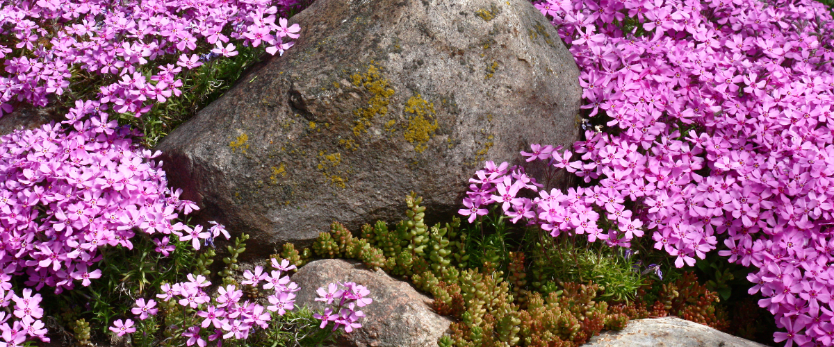 Ontdek onze bodembedekkende planten, zoals de Phlox. Kom langs bij tuincentrum GroenRijk Bergambacht!