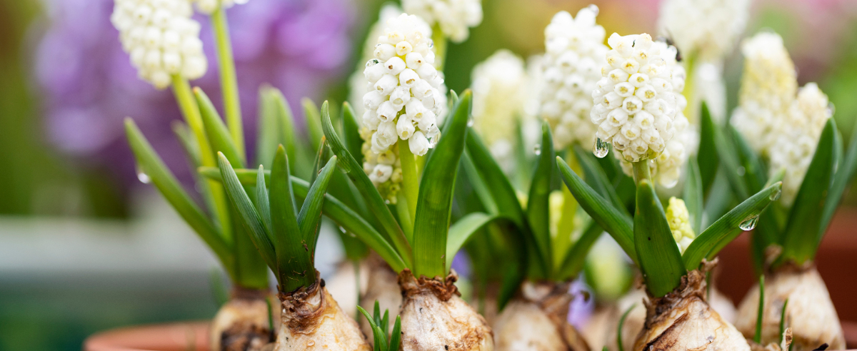 Kom voor bollen op pot naar tuincentrum GroenRijk Bergambacht!