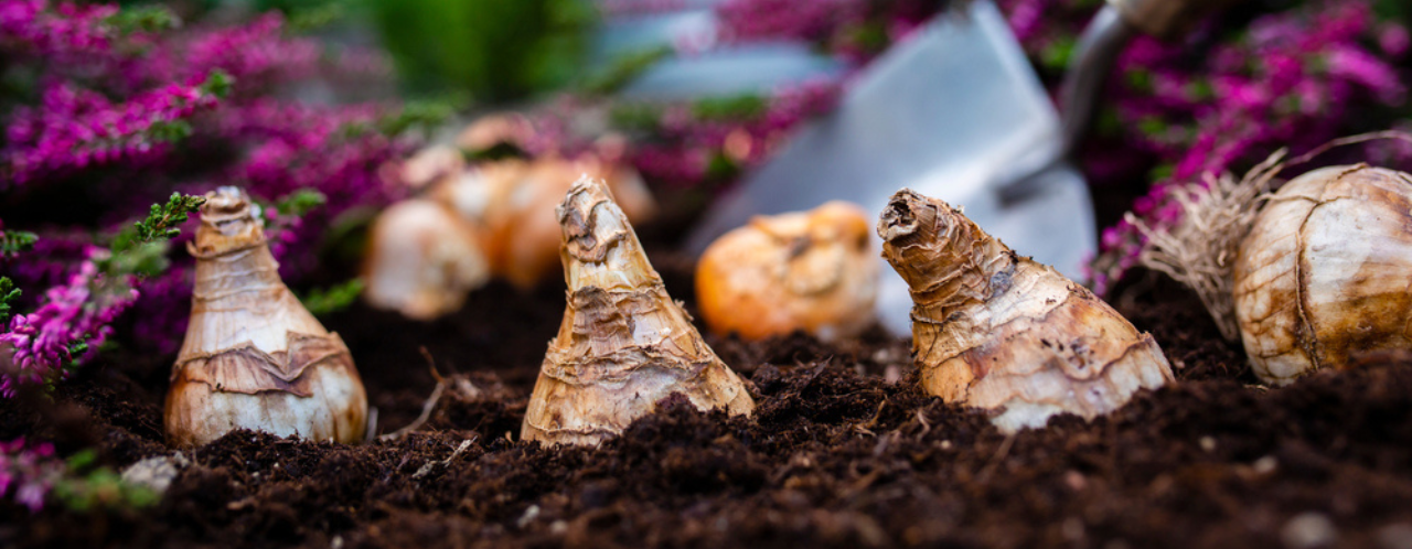 Kom voor bloembollen naar tuincentrum GroenRijk Bergambacht!