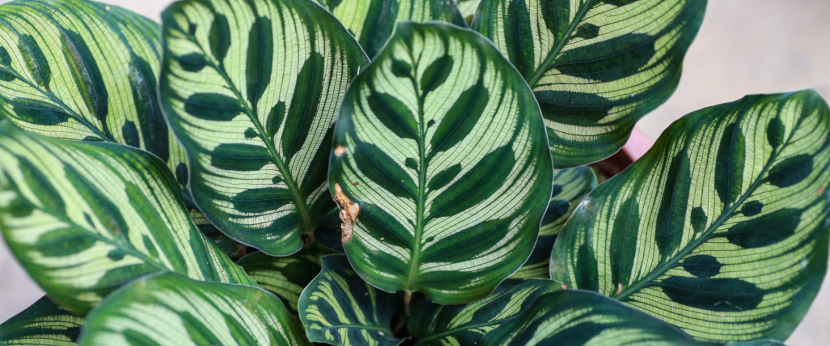 Calathea Makoyana - GroenRijk