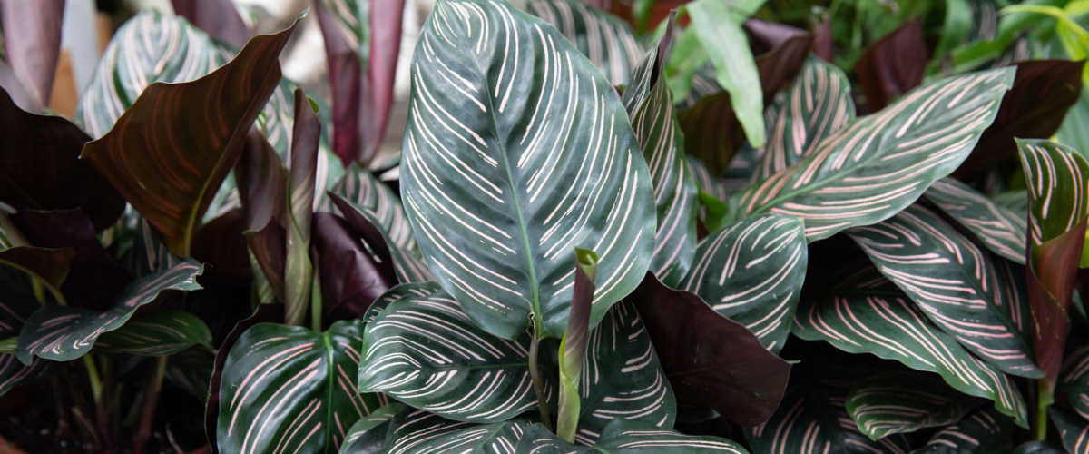 Calathea ornata - GroenRijk