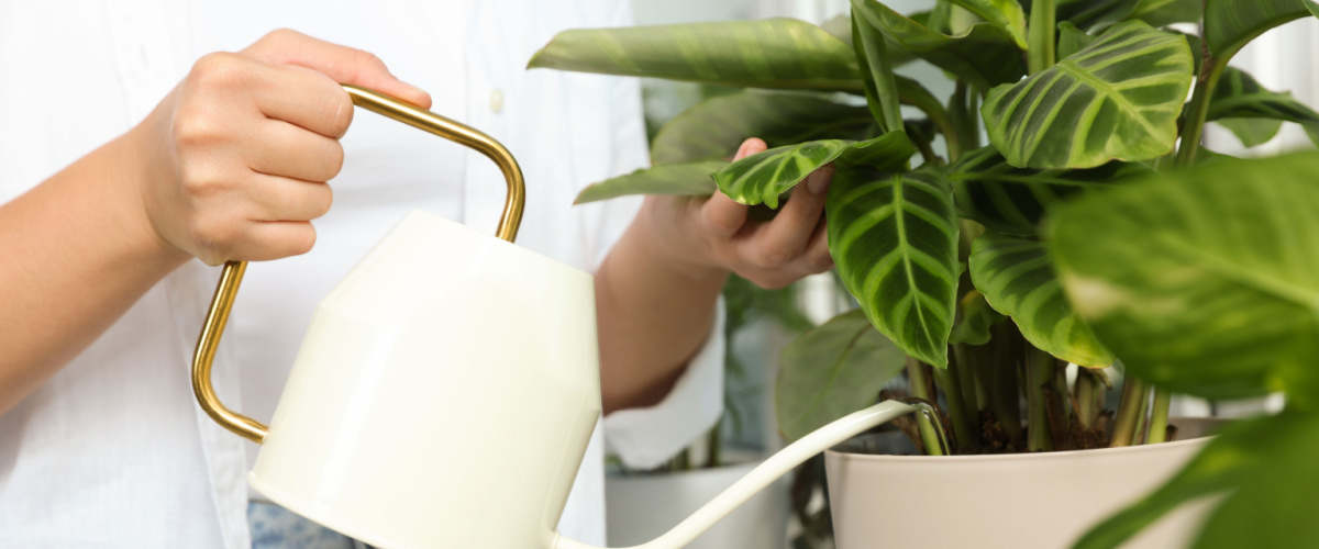 Calathea water geven - GroenRijk