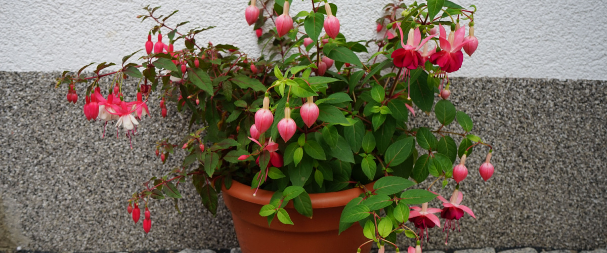 Fuchsia - GroenRijk Bergambacht