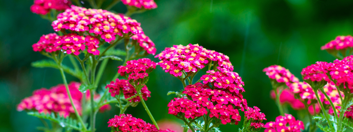 Geurende planten | GroenRijk Bergambacht