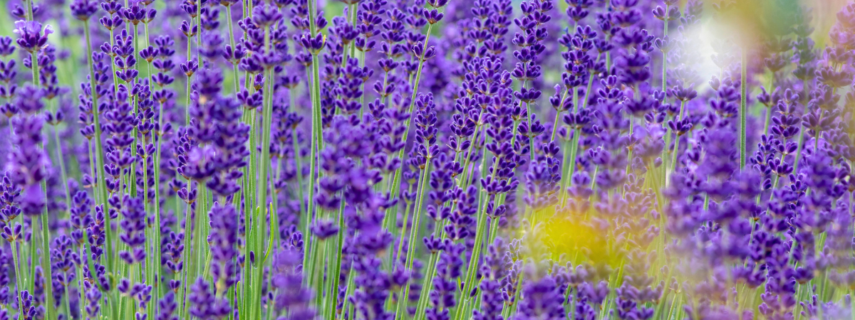 Geurende planten | GroenRijk Bergambacht