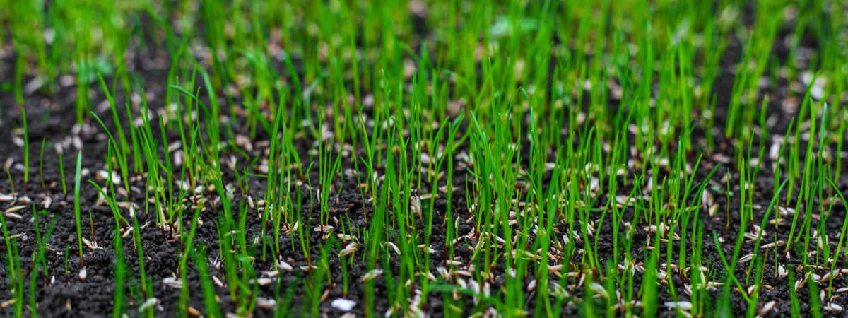 Een gazon aanleggen met graszaad | GroenRijk Bergambacht
