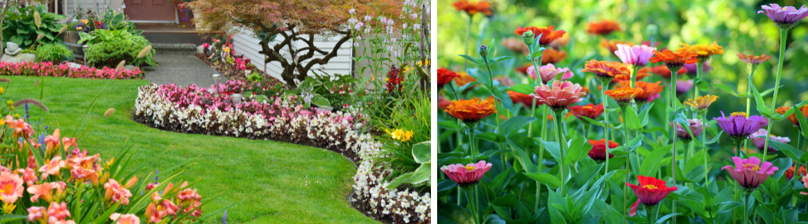 Tuinplanten | Groenrijk Bergambacht 