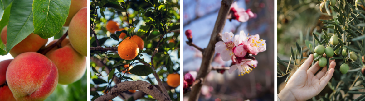 Tuinplanten | Groenrijk Bergambacht 