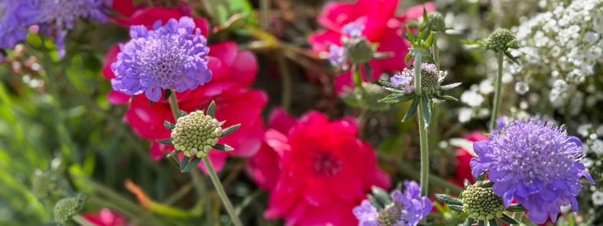Inheemse planten | GroenRijk Bergambacht Inheemse planten | GroenRijk Bergambacht