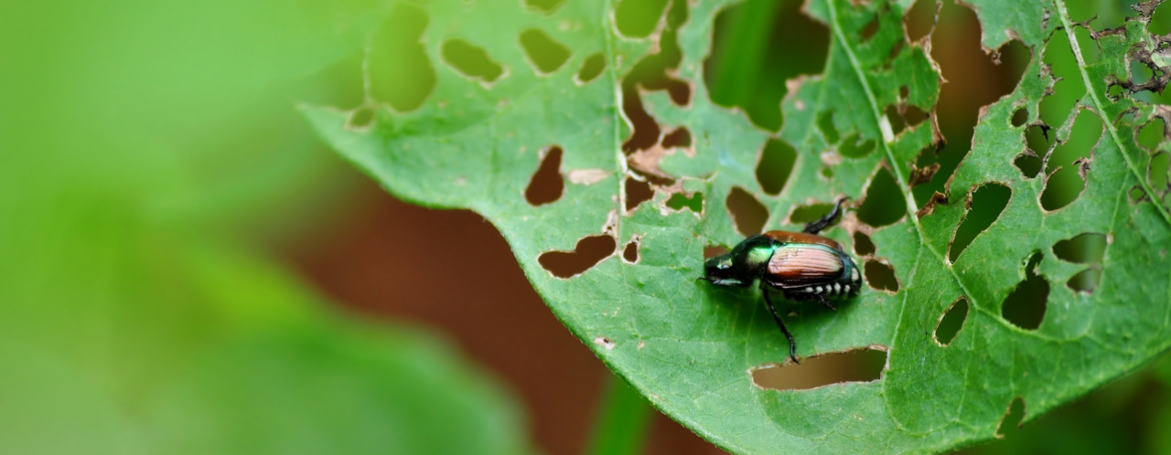 Insecten bestrijden doet u met hulp van GroenRijk Bergambacht!