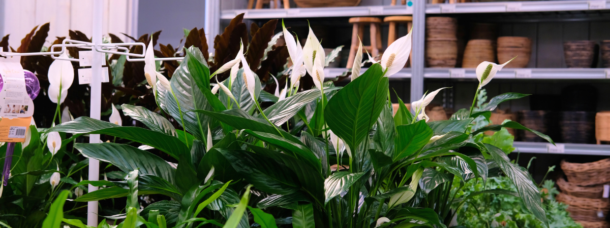 Shop uw kamerplanten bij tuincentrum GroenRijk Bergambacht!