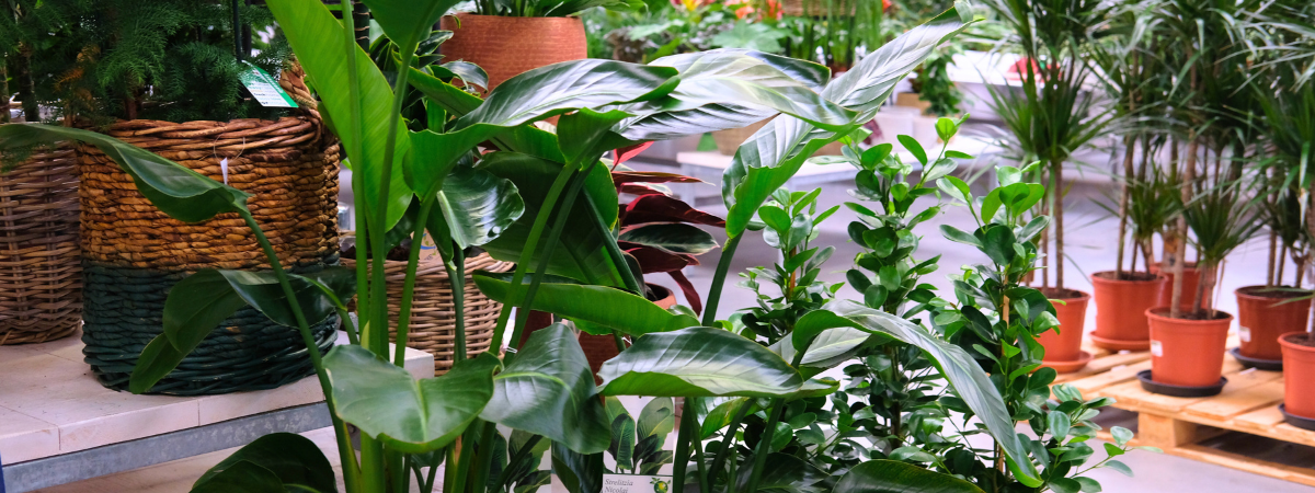 Shop uw kamerplanten bij tuincentrum GroenRijk Bergambacht!