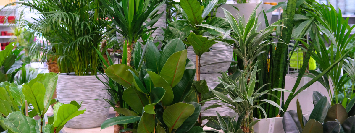 Groene kamerplanten kopen bij tuincentrum GroenRijk Bergambacht!