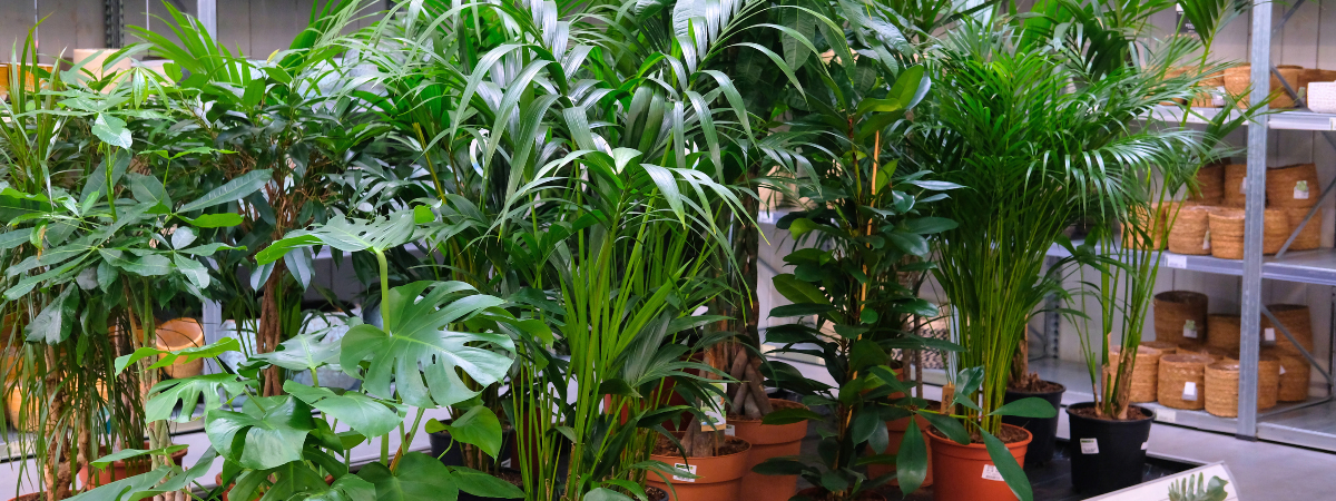 Groene kamerplanten kopen bij tuincentrum GroenRijk Bergambacht!