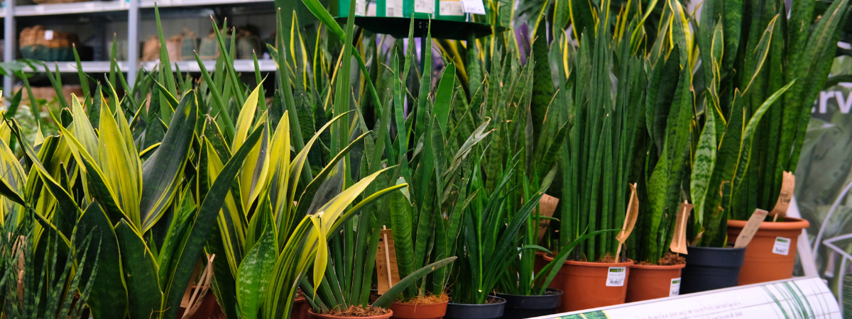 Shop luchtzuiverende kamerplanten bij tuincentrum GroenRijk Bergambacht!