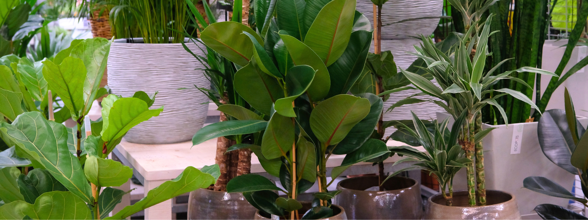 Shop luchtzuiverende kamerplanten bij tuincentrum GroenRijk Bergambacht!