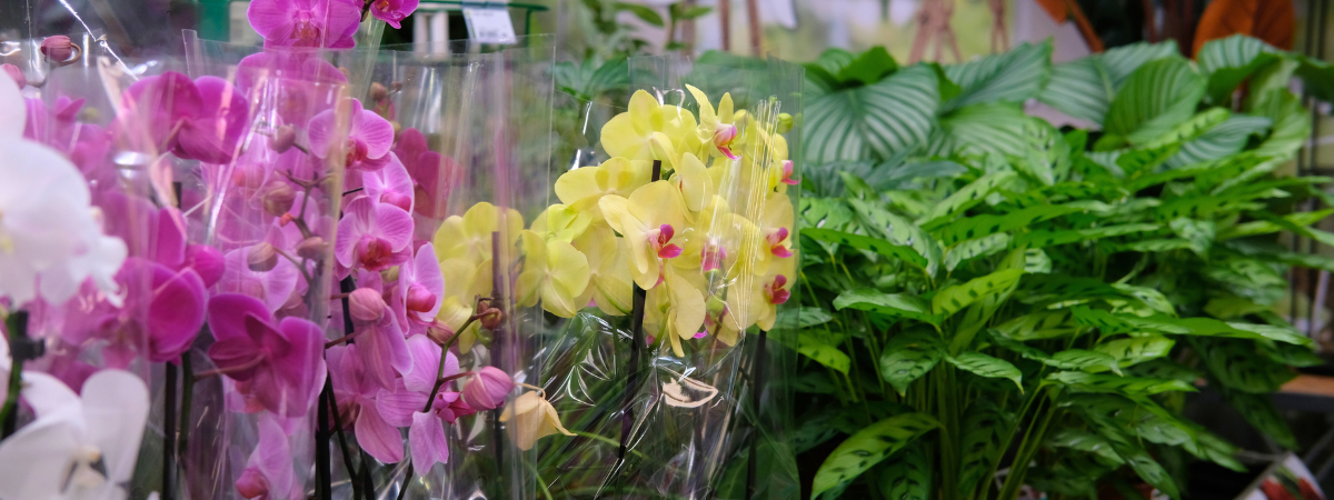 Bloeiende kamerplanten kopen bij tuincentrum GroenRijk Bergambacht! Bloeiende kamerplanten kopen bij tuincentrum GroenRijk Bergambacht!