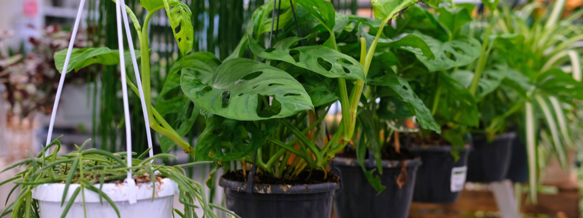 Creatief met hangplanten | GroenRijk Bergambacht