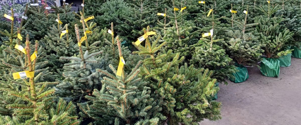 Echte kerstbomen - GroenRijk Bergambacht