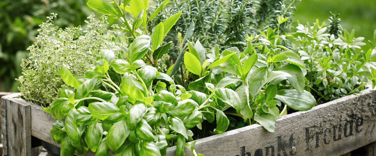 Kom langs bij hét tuincentrum in de regio Gouda voor kruidenplanten!
