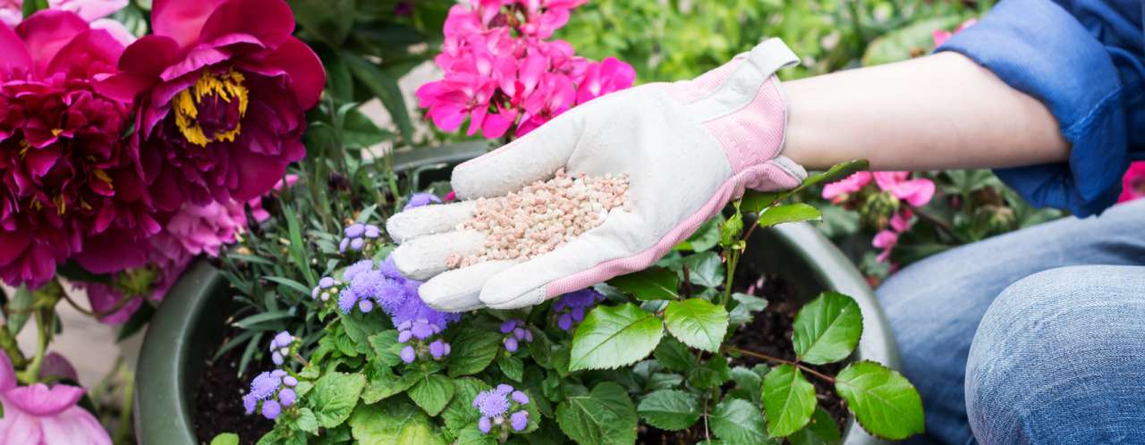 Meststoffen koop je bij tuincentrum GroenRijk Bergambacht!