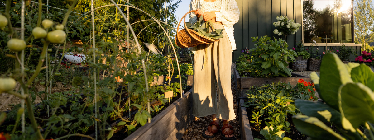 Een eigen moestuin? Bij GroenRijk Bergambacht vindt u alles om uw eigen moestuin op te zetten en te onderhouden! Van zaden, plantjes, kweekbakken en meer.