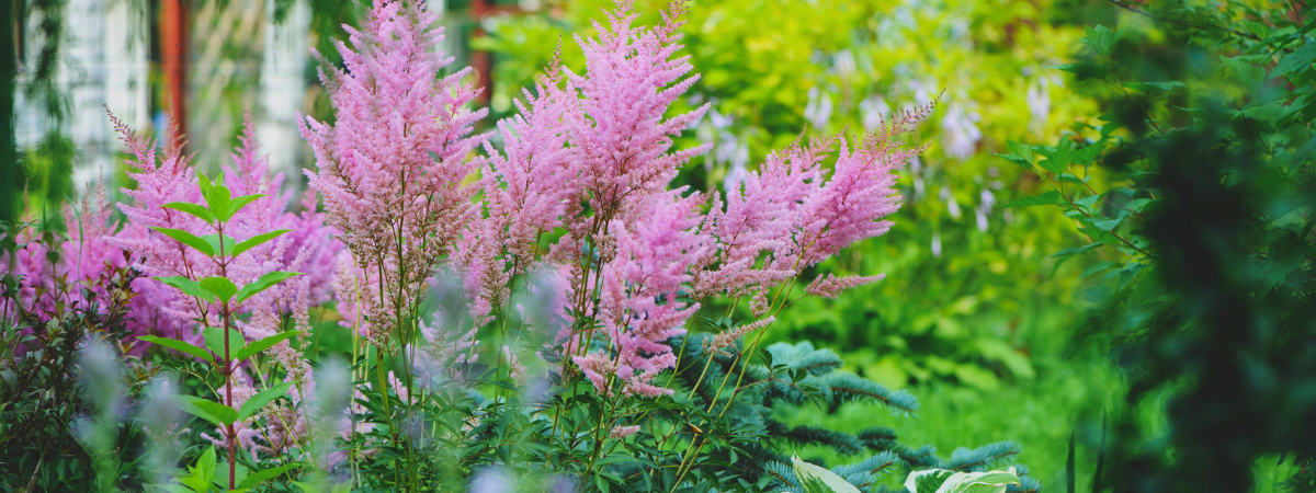 Schaduwplanten | GroenRijk Bergambacht