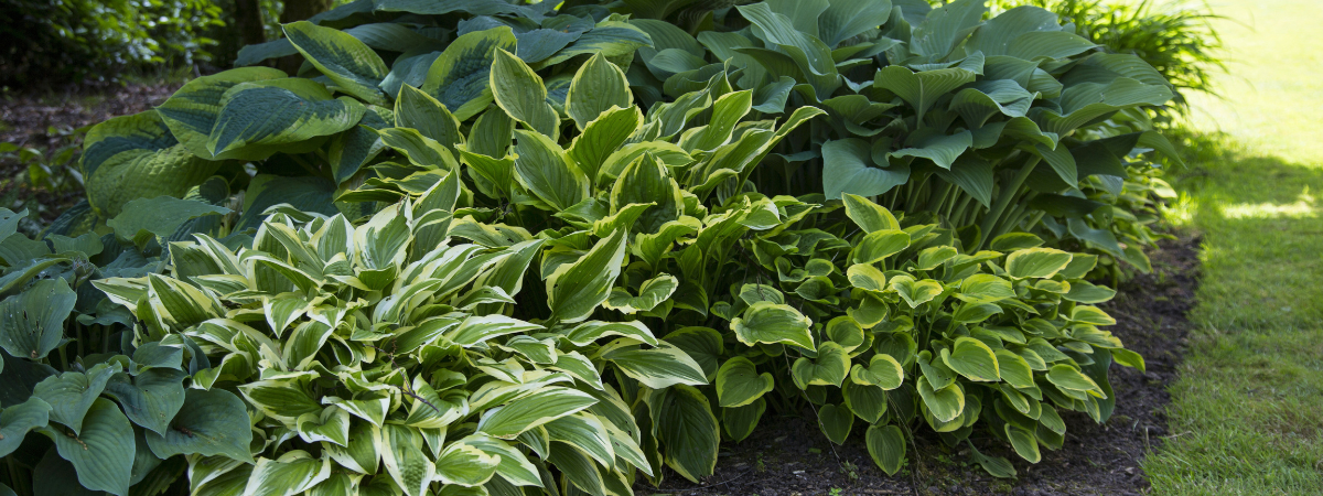 Schaduwplanten | GroenRijk Bergambacht