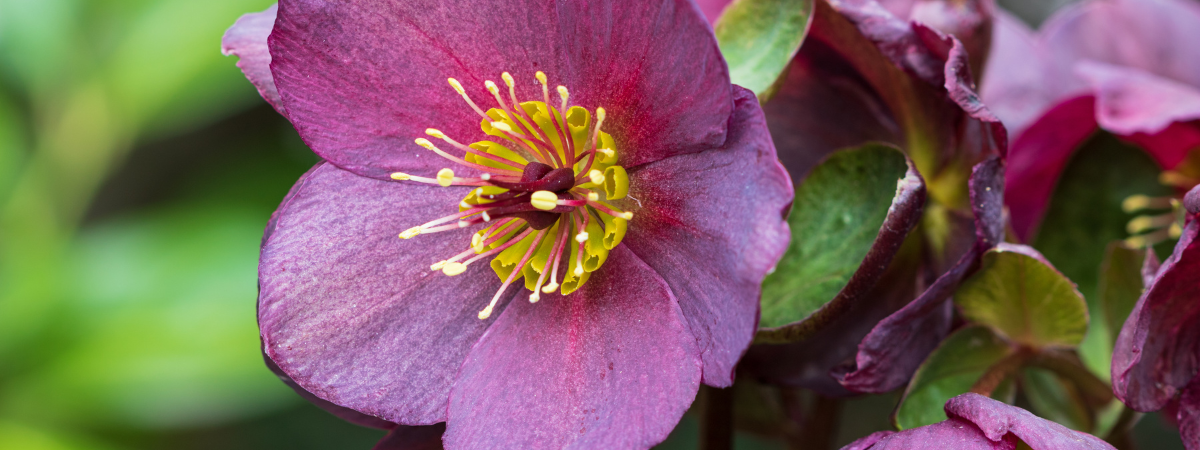 Geef kleur aan de herfsttuin met najaars- en winterplanten van GroenRijk Bergambacht! Geef kleur aan de herfsttuin met najaars- en winterplanten van GroenRijk Bergambacht!