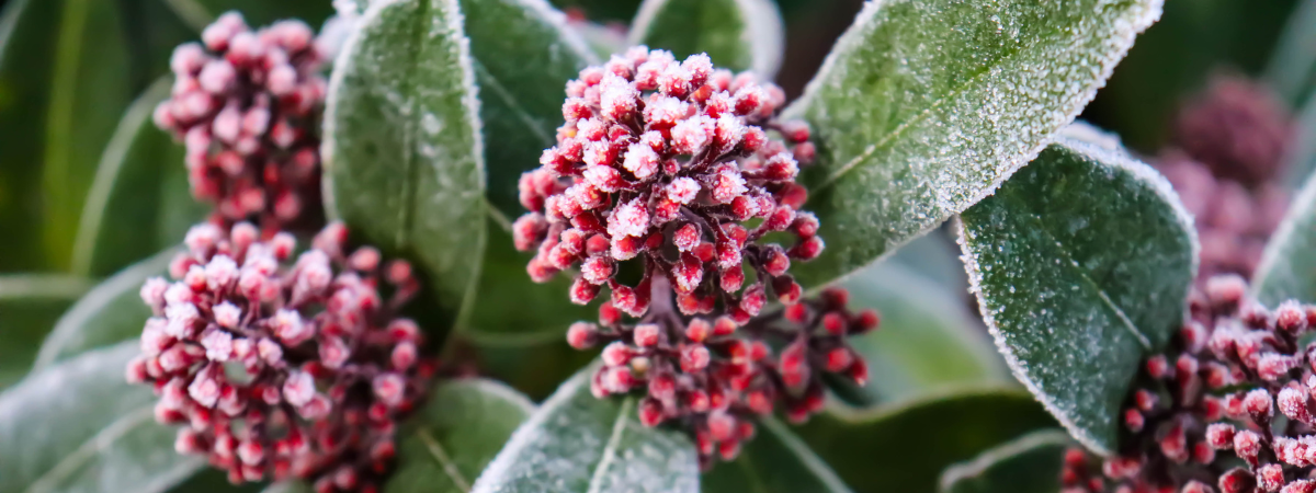 Geef kleur aan de herfsttuin met najaars- en winterplanten van GroenRijk Bergambacht! Geef kleur aan de herfsttuin met najaars- en winterplanten van GroenRijk Bergambacht!