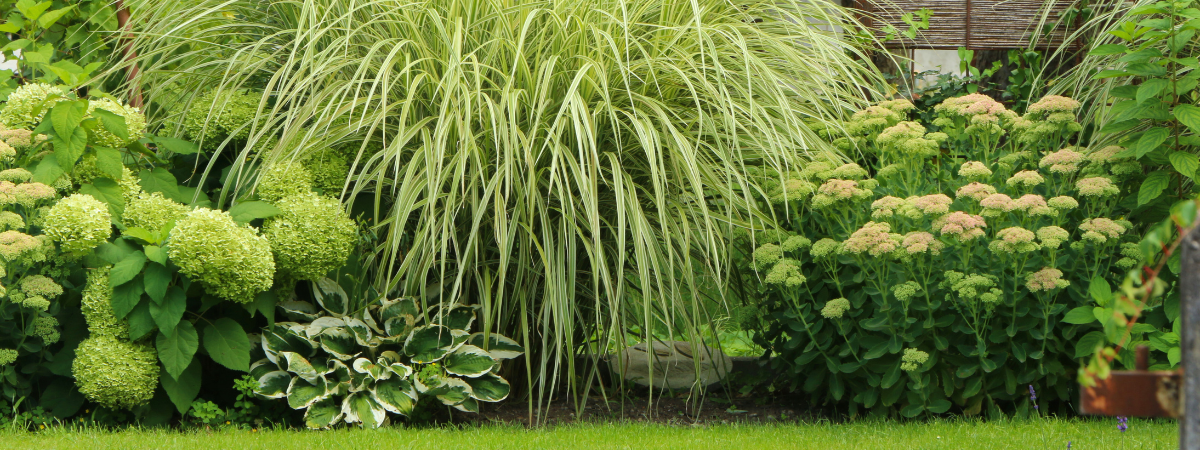 De mooiste vaste planten vindt u bij GroenRijk Bergambacht!