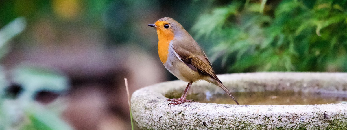 Vogels in de tuin | GroenRijk Bergambacht Vogels in de tuin | GroenRijk Bergambacht