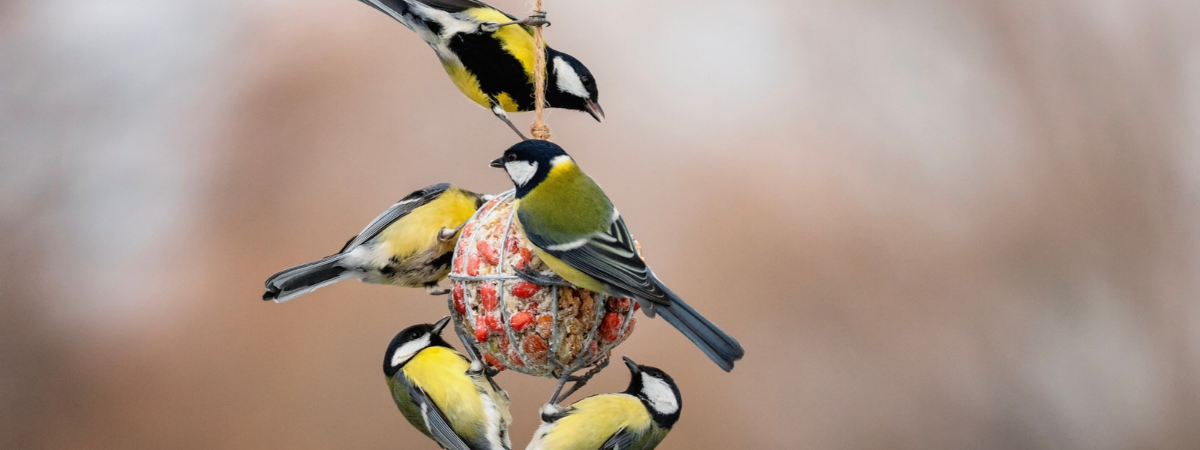 Vogels in de tuin | GroenRijk Bergambacht Vogels in de tuin | GroenRijk Bergambacht