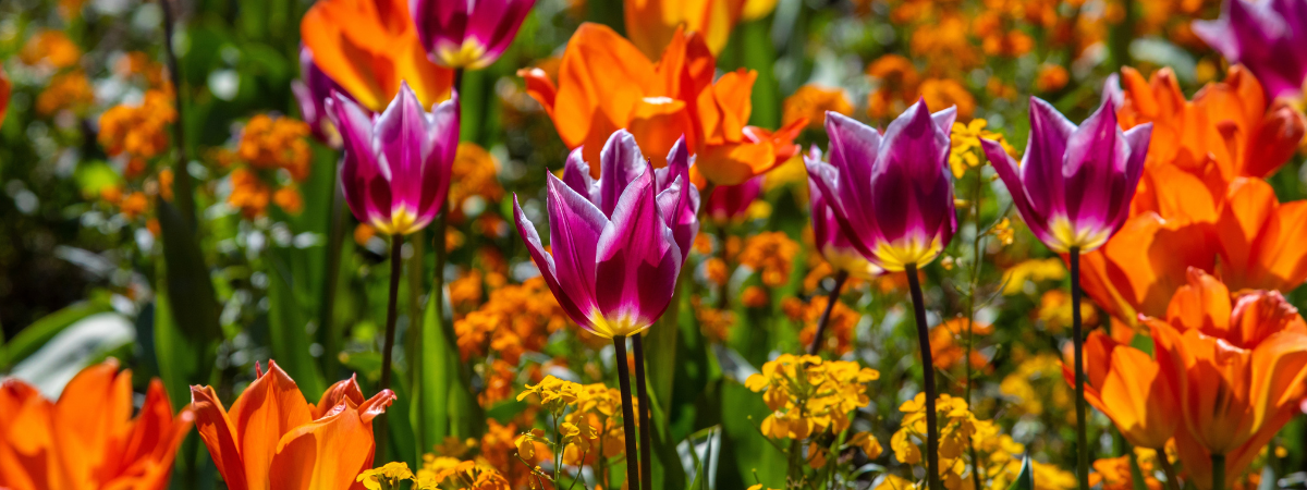 Bij GroenRijk Bergambacht helpen we u om uw tuin om te toveren tot een kleurrijk voorjaarsparadijs. Hoe? Met voorjaarsbollen!