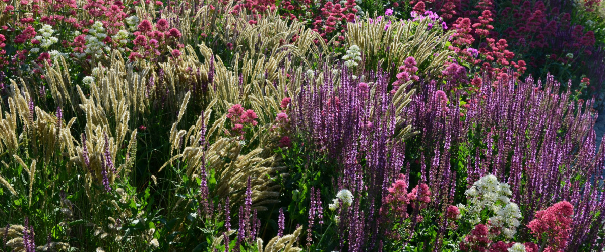 Vaste planten - GroenRijk Bergambacht