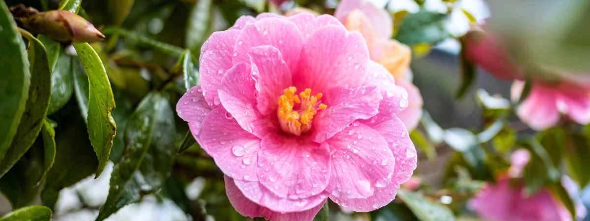 Voorjaarsbloeiers kopen | GroenRijk Bergambacht Voorjaarsbloeiers kopen | GroenRijk Bergambacht