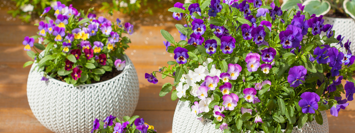 Voorjaarsbloeiers kopen | GroenRijk Bergambacht Voorjaarsbloeiers kopen | GroenRijk Bergambacht