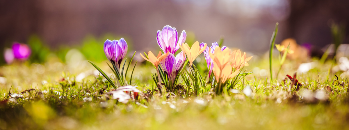 Bij GroenRijk Bergambacht helpen we u om uw tuin om te toveren tot een kleurrijk voorjaarsparadijs. Hoe? Met voorjaarsbollen!