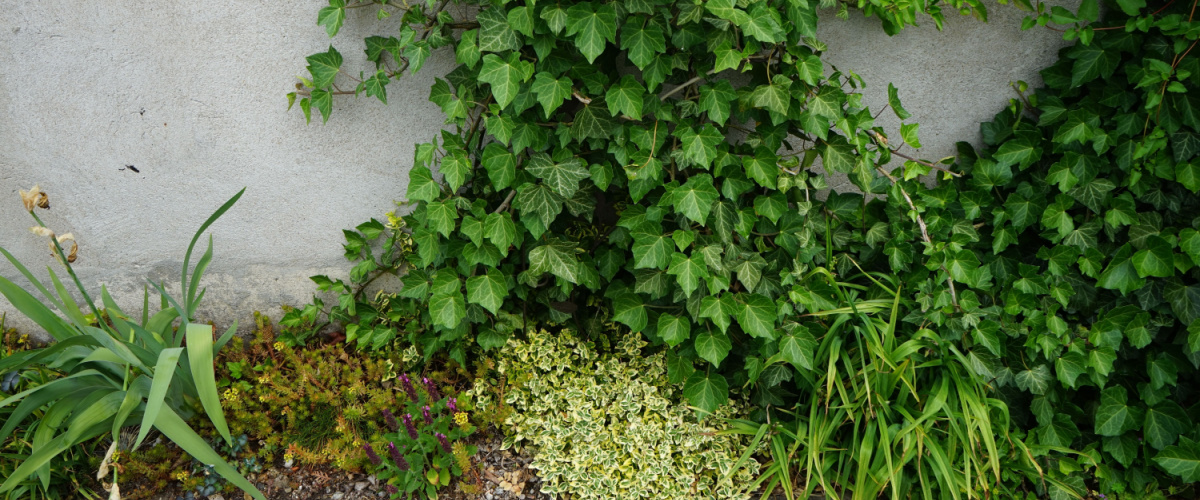 Wintergroen hedera - GroenRijk Bergambacht