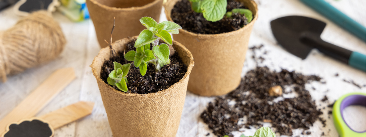 Zaaien en kweken doet u met tuincentrum GroenRijk Bergambacht!