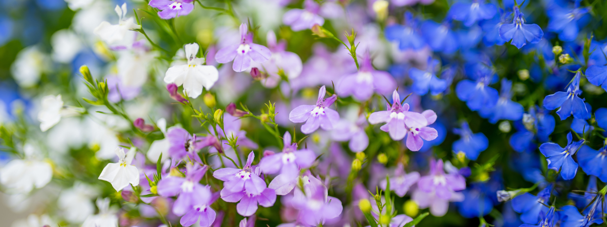 Verrijk uw tuin met zomerbloeiers van tuincentrum GroenRijk Bergambacht!