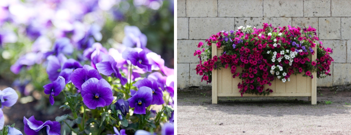 Eénjarige tuinplanten koopt u natuurlijk bij GroenRijk Bergambacht, nabij Gouda