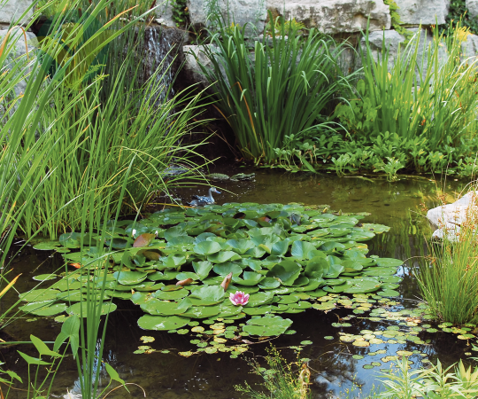 Tuinplanten kopen | GroenRijk Bergambacht