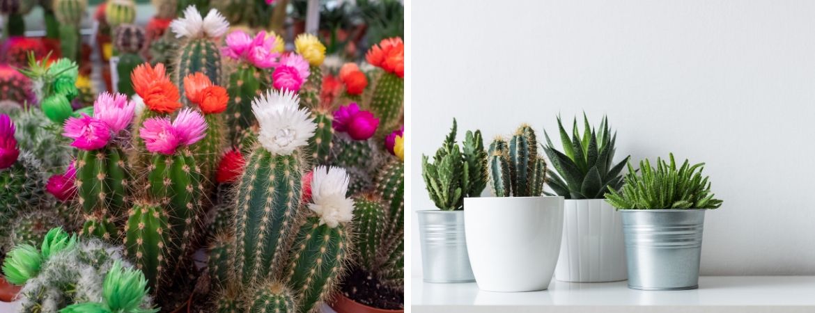 Cactussen en vetplanten kopen bij GroenRijk Bergambacht, nabij Gouda