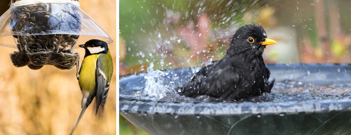 Vogels in de tuin - GroenRijk Bergambacht