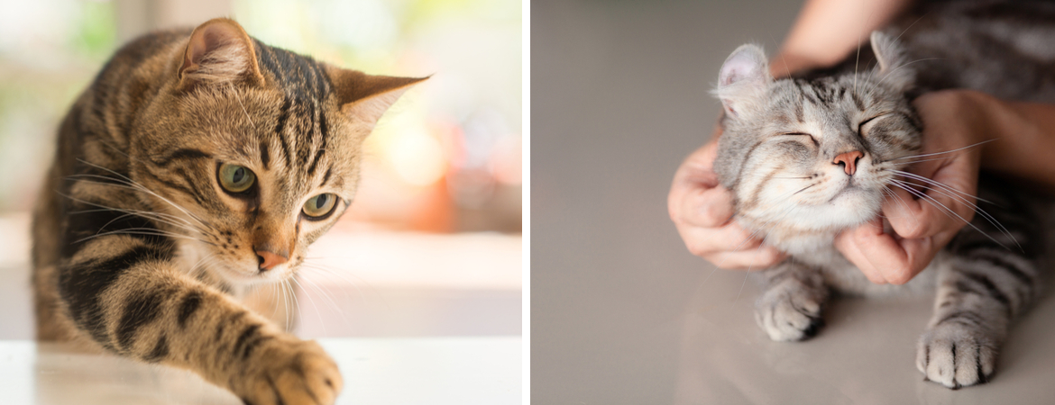 Benodigdheden voor katten kopen | GroenRijk Bergambacht